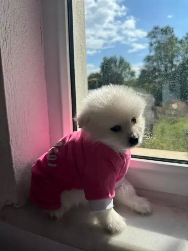 Pomeranian (tilki Ve Ayı Suratlının Melezleri)