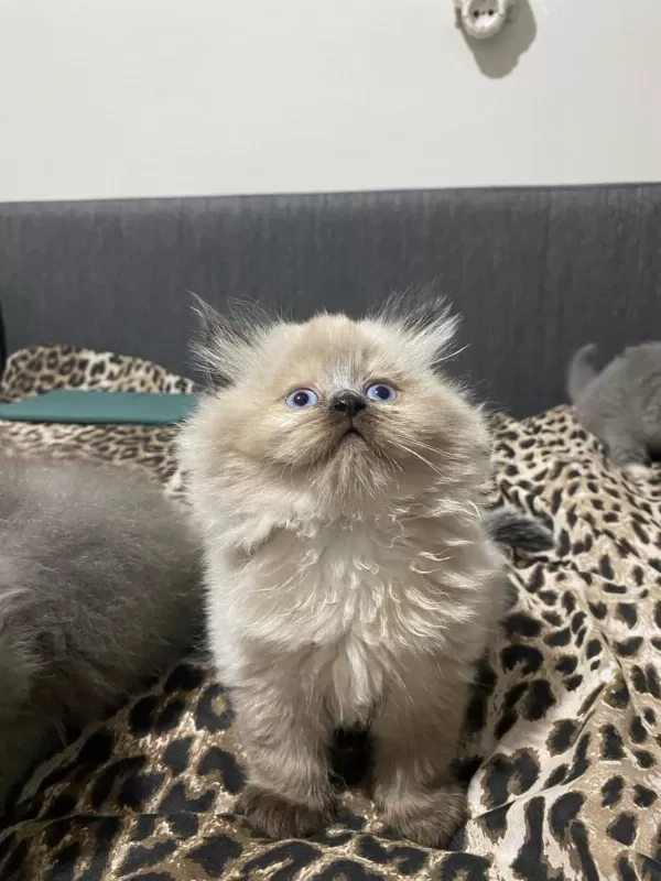 British Longhair Kedimiz