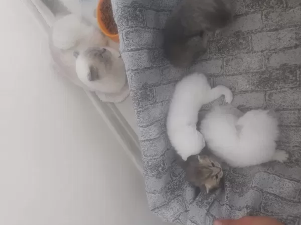 4 Adet Yavrumuz Scottish Fold Uyguna Verilecektir