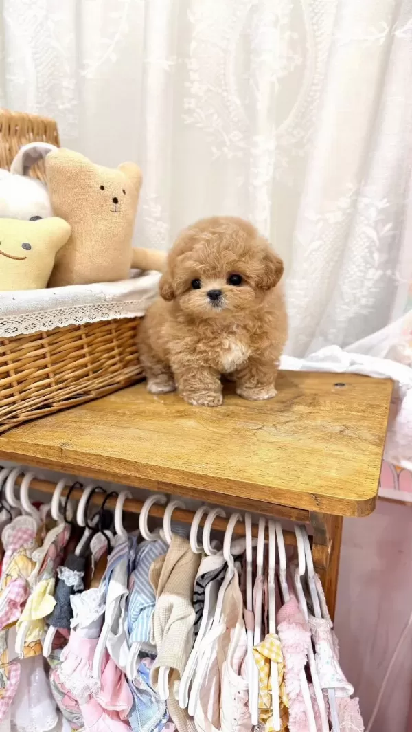 Kore Maltipoo Yavruları