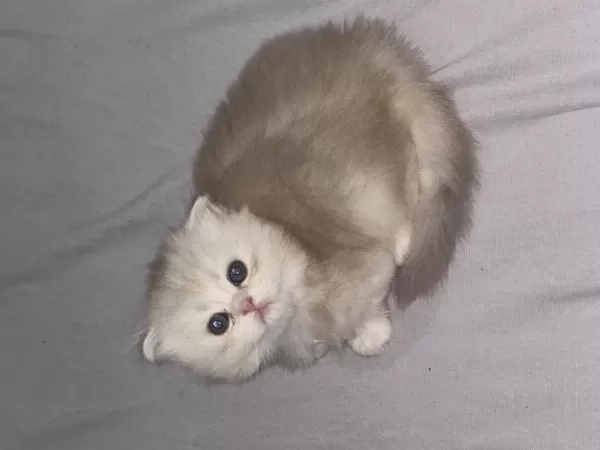 Güzel Bebek Kedilerime Güzel Aile Ariyorum
