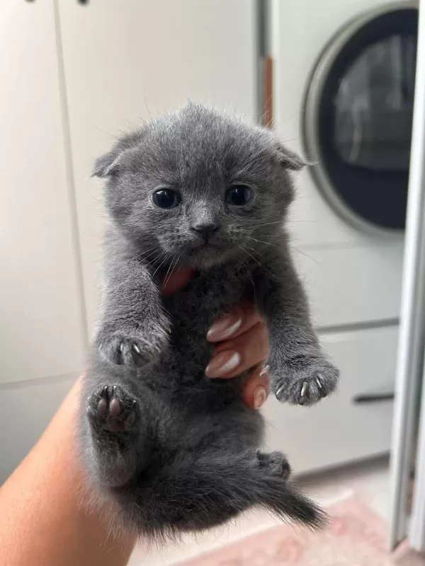 1 Aylık British Shorthair