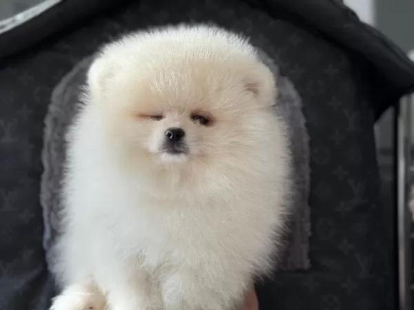 Ankaranın En Kaliteli Teddy Face Pomeranian Yavruları