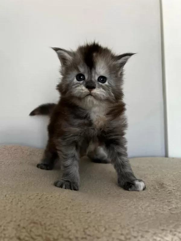 Full Şecereli Dişi Maine Coon