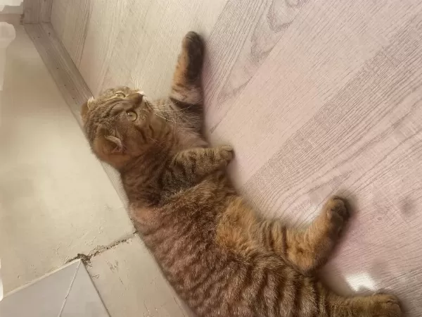 10 Aylık Dişi Scottish Fold