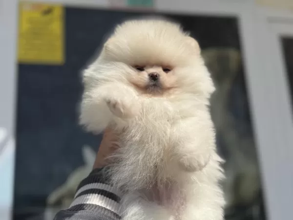 Petmode Köpek Çiftliğinden Tea Cup Pomeranian