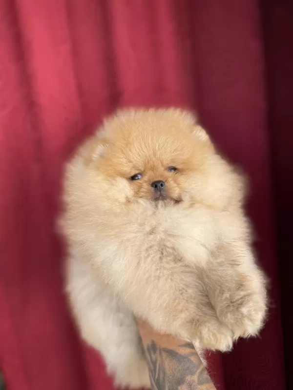 Garantili Orj Pomeranian