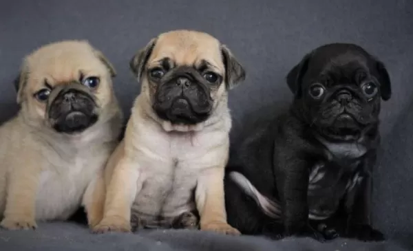 İrk Ve Sağlık Garantili Pug Yavrular Tacedpet
