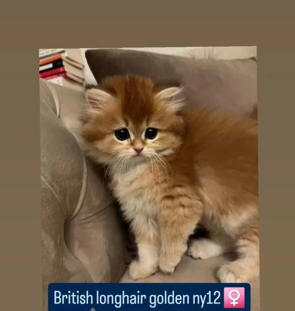 Show Kalite Safkan British Yavrular