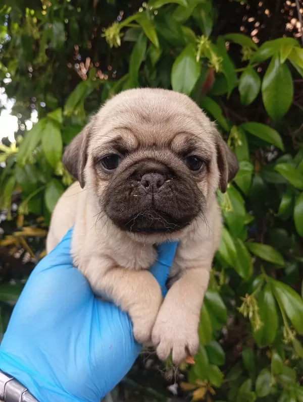 A Kaliteli İrk Ve Sağlik Garantili Pug Mops Bebekler