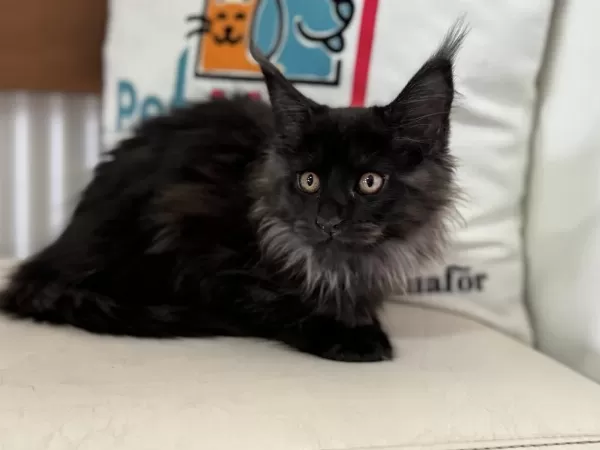 Sçr Belgeli Maine Coon Yavrularımızzı Canlı Görün