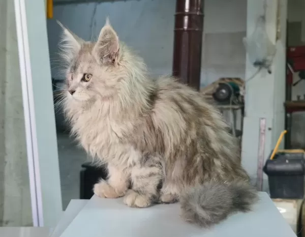 Xxxl Üst Kaliteli Dişi Maine Coon