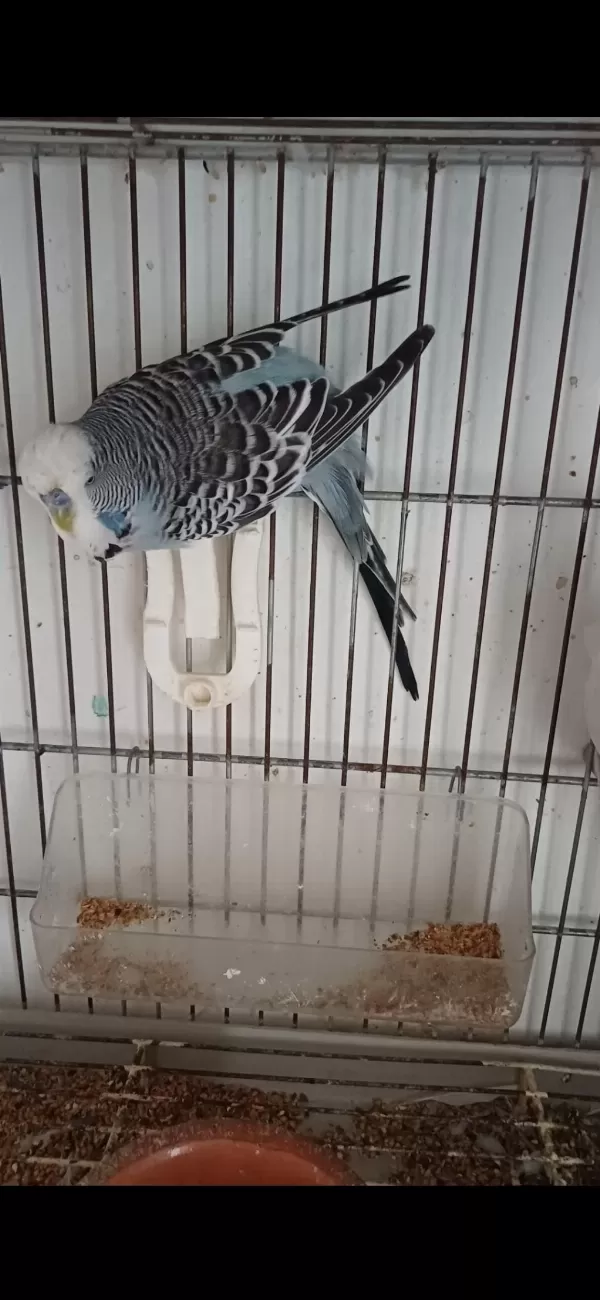Muhabbet Kuşu Show Jumbo