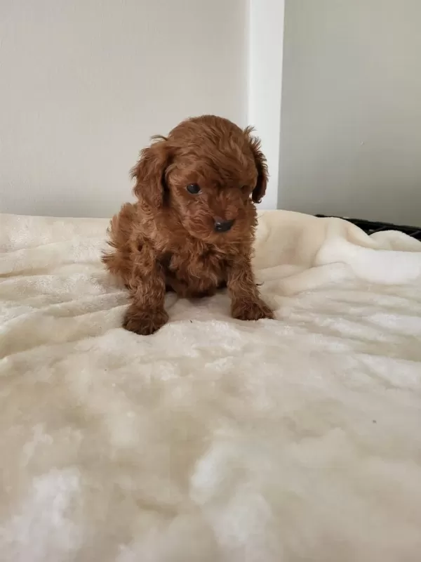 Toy Poodle Yavru Erkek