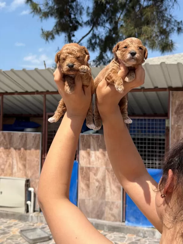 Maltipoo Teacup Tatlıler Hazırda Sizi Bekliyorlar