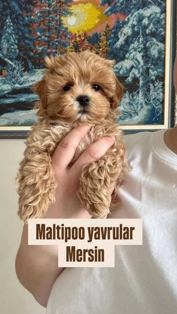 Maltipoo Yavrularımız Teacup Boy Kore