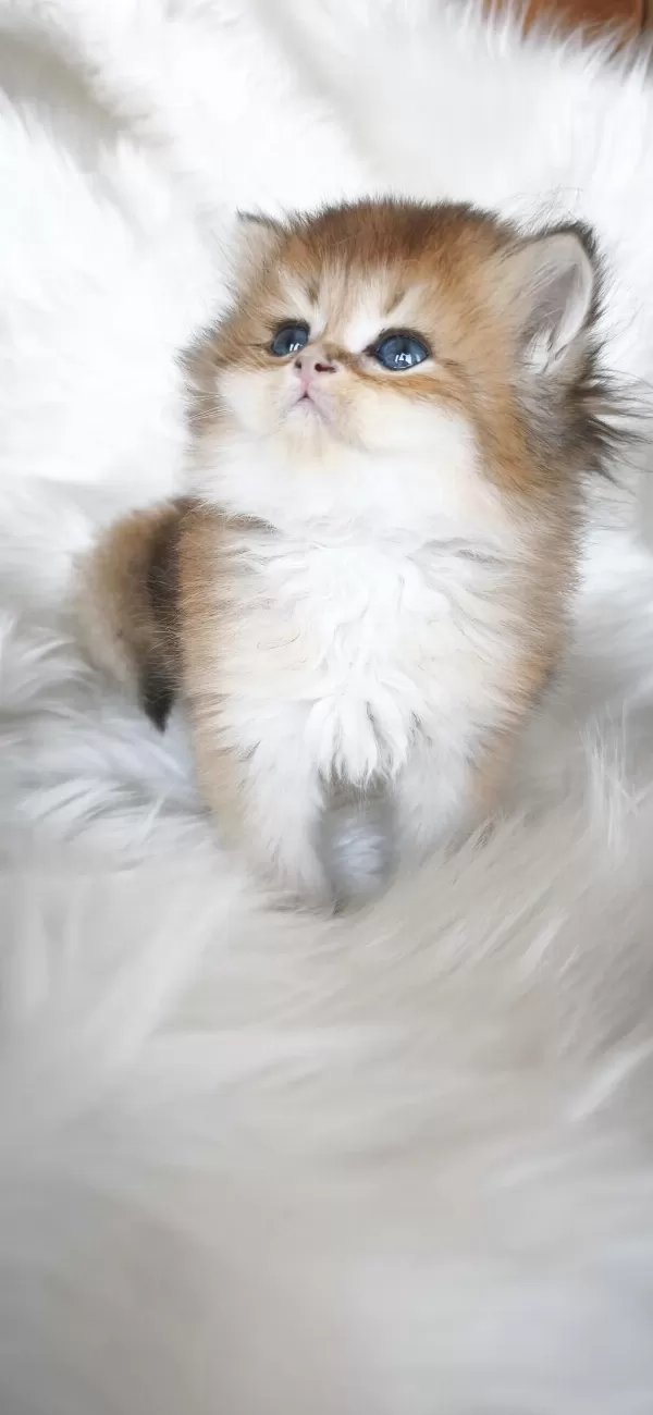 Ny25 Erkek British Longhair