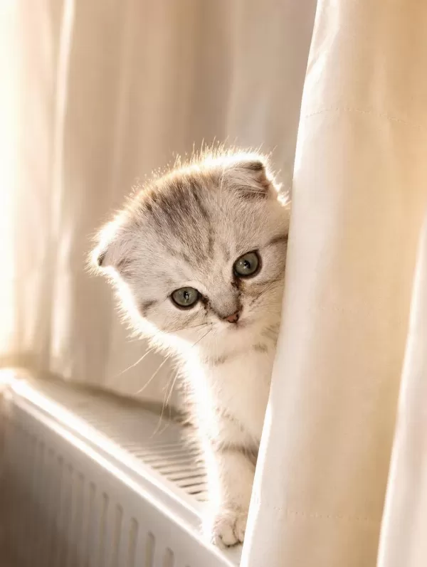 3 Aylık Scottish Fold Dişi