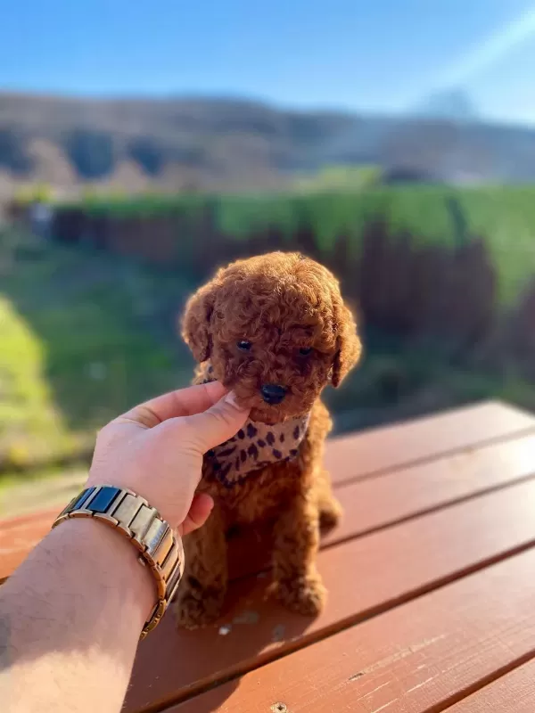 Max 2 Kg Olacak Poodle Bebekler