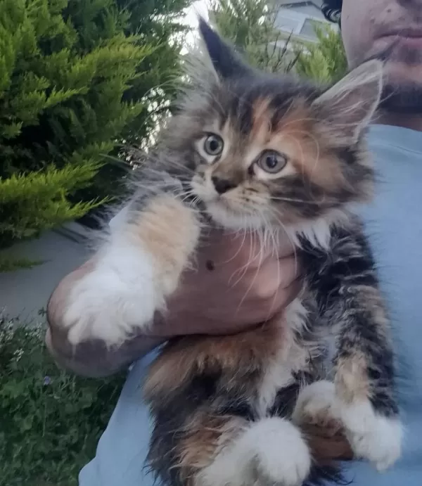 Xxxl Maine Coon Kediler