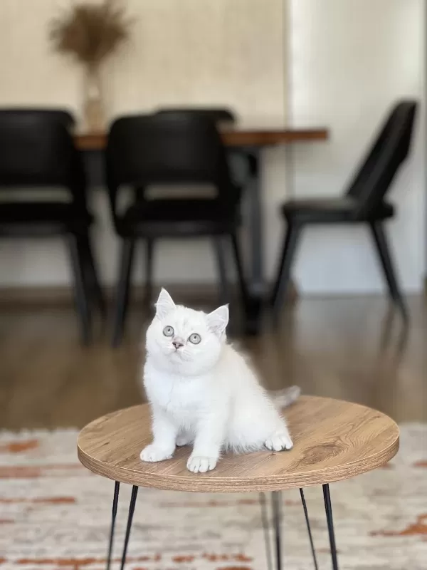 Güzel Bebeğim Safkan British Shorthair Yavrum