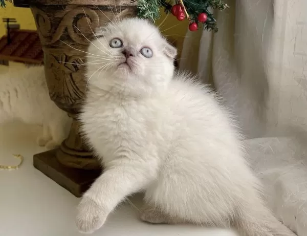 Scottish Fold Blue Point Yavrularim