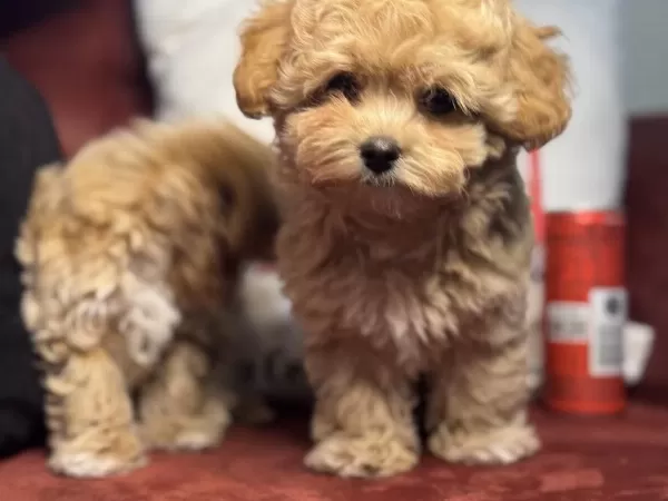 Petmode Köpek Çiftliğinde Tea Cup Kore Maltipoo
