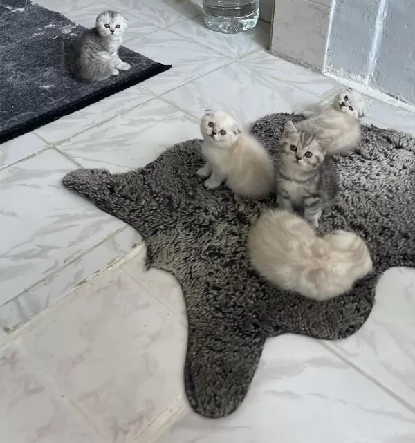 Scottish Fold Blue Point Yavrularımız