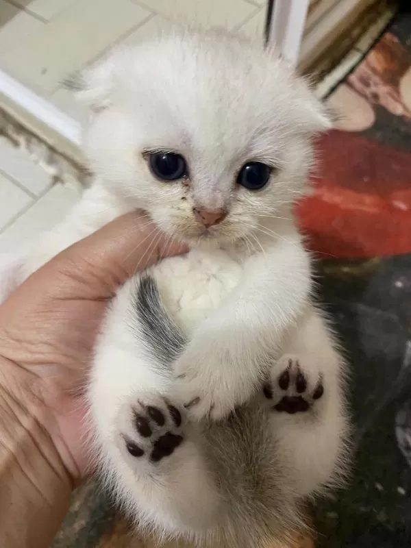 Eğik Kulaklı Beyaz Oyuncu Ve Tatlı Yavru Kedilerim