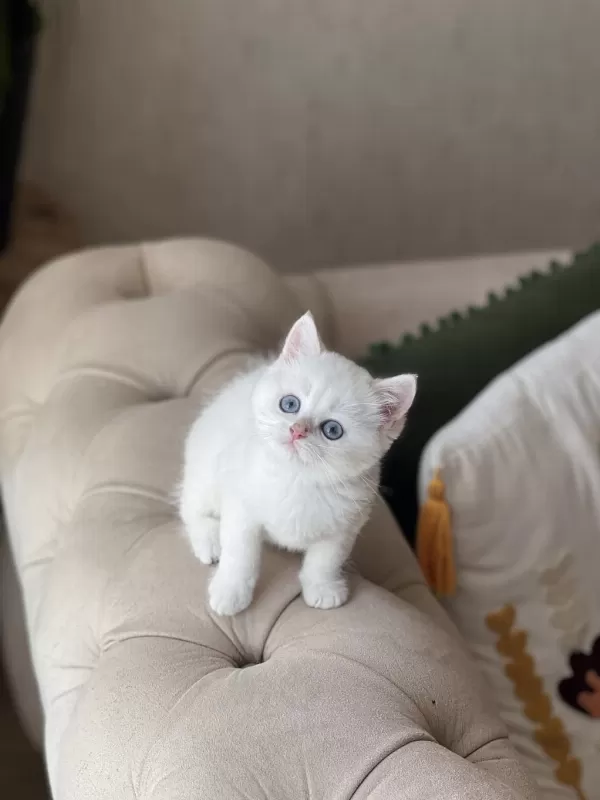 Harika Göz Rengi Beyaz British Shorthair Yavrum