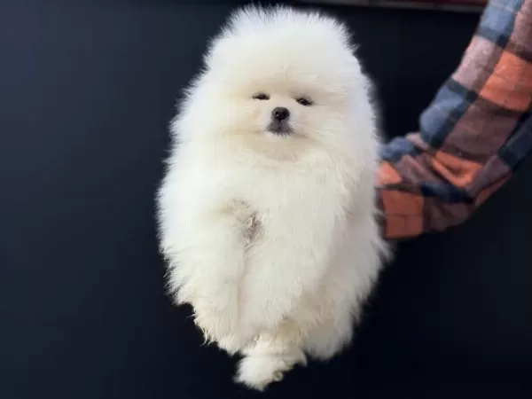Petmode Köpek Çiftliğinde Ziyarete Açık Pomeranian