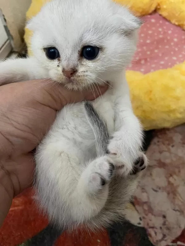 Eğik Kulaklı Beyaz Oyuncu Ve Tatlı Yavru Kedilerim