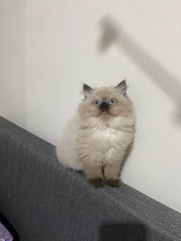 British Longhair Erkek