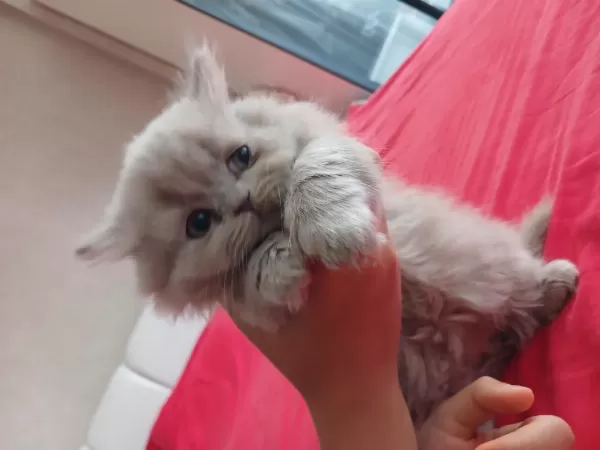 Yavru British Longhair