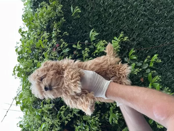 Maltipoo Poodle Kalitesinde