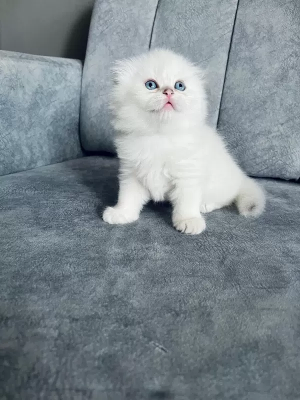 2 Aylık Uzun Tüylü Scottish Fold - Full Şecereli