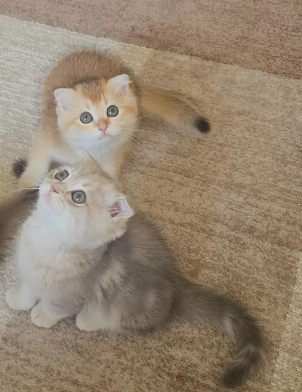 Golden Dişi Ve Erkek Bebek Kediler