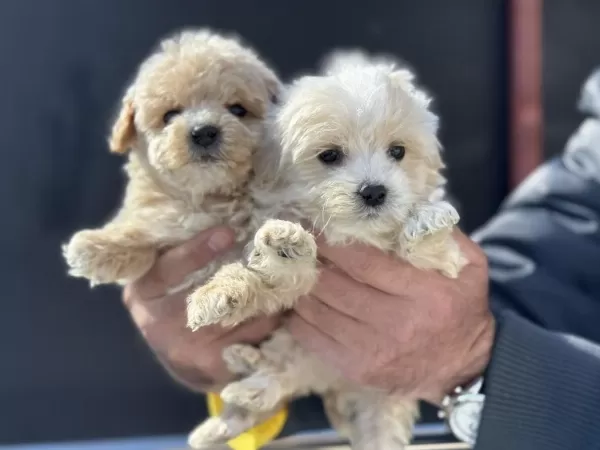 Ankarada Yasal Ruhsatlı Çiftlikten Maltipoo Yavrularımız
