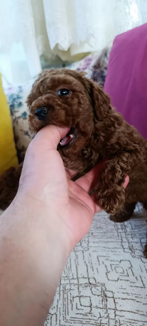 Ev Üretimi Kore Ve Kore Kan Toy Poodle Bebekler Çorlu
