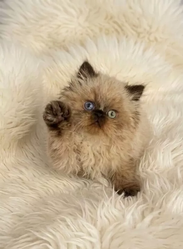 İran Himalayan (odd Eyes)