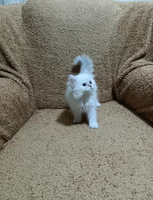 British Longhair Silver Point Kızımız