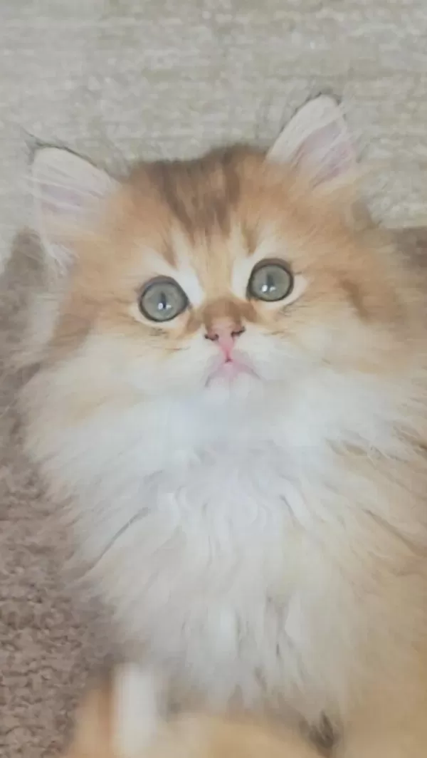 Golden Ny11 British Longhair Erkek