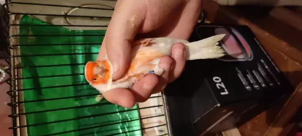 Eşsiz Üst Düzey Almozaik Kanaryalar
