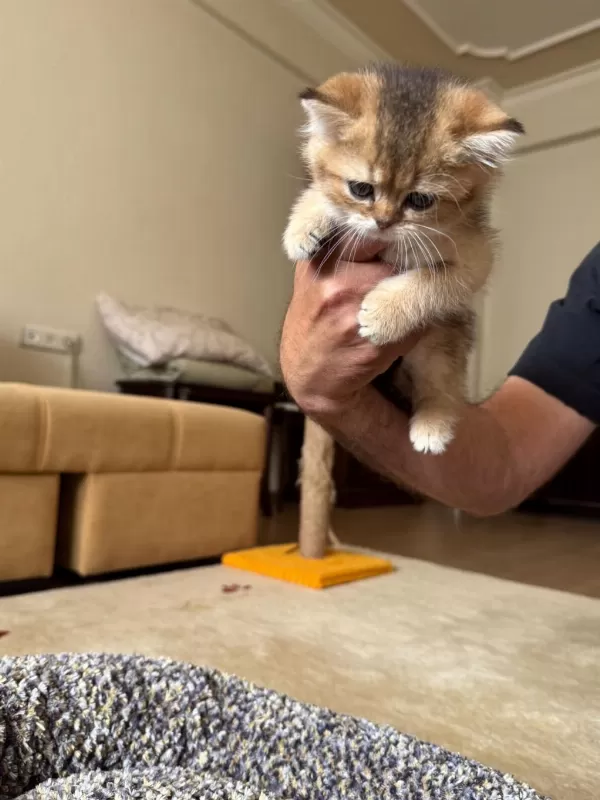 Golden Scottish Fold Dişi Yavrumuz Yeni Yuvasını Arıyor