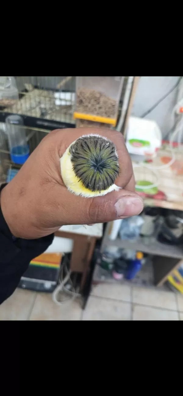 Şahane Güzellikte Gloster Kanaryalar
