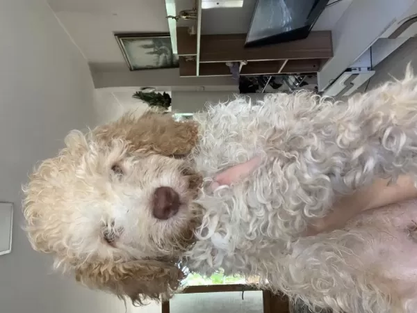 4 Aylık Maltipoo Oğluma Yeni Yuva Arıyorum