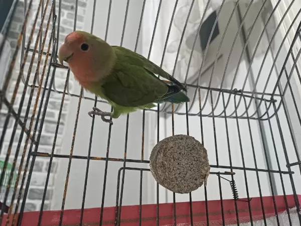 6 Aylık Erkek Sağlıklı Ve Oyuncu Sevda Papağanı