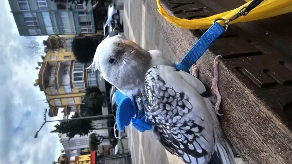 Yavru Sultan Papağani Ele Alişik