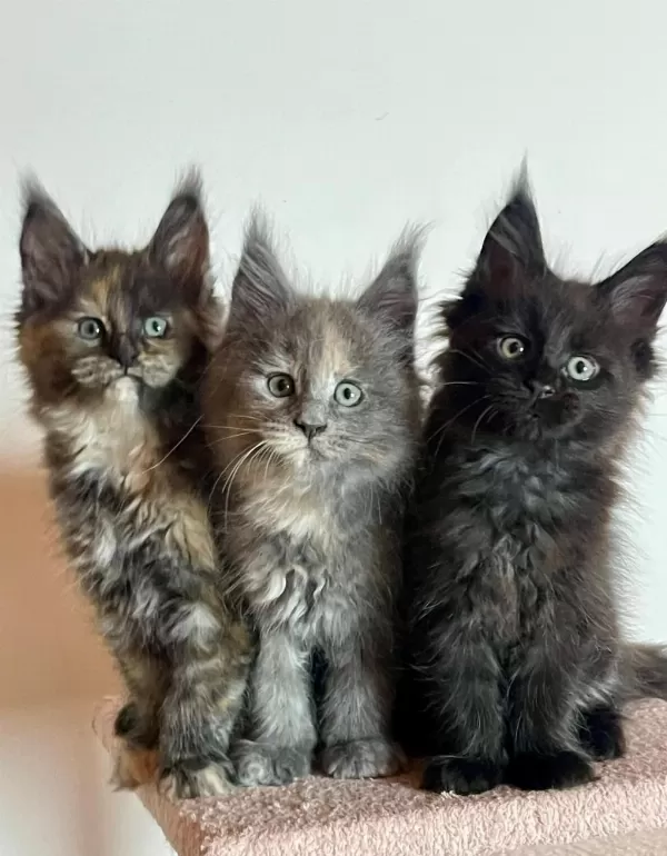 Maine Coon Üst Kaliteli Yavrular