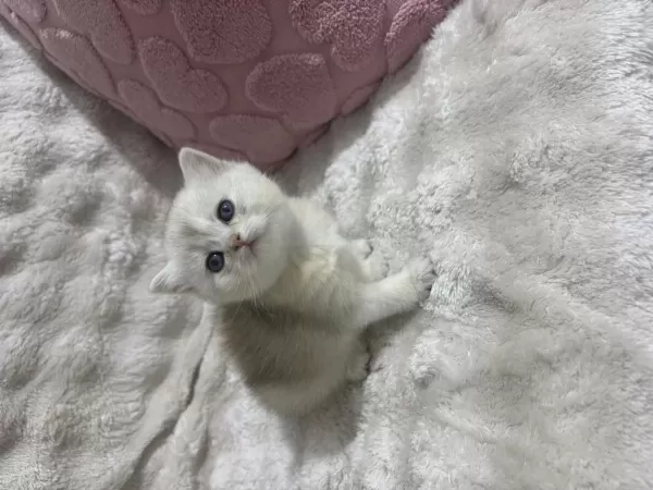Güzel Bebek Kedilerime Güzel Aile Ariyorum